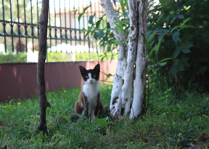 Appartement Sunray Studios *